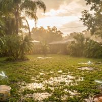 Mosquitoes in Central Florida