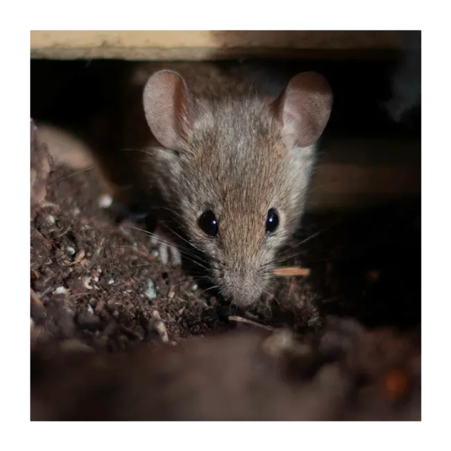 mouse hiding