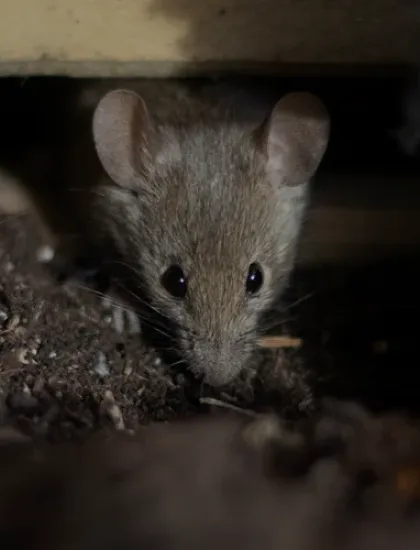 mouse
