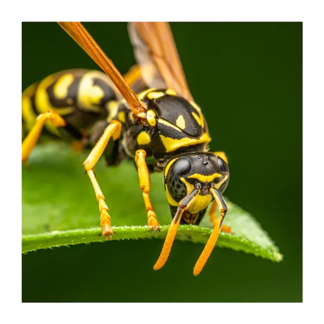 wasp grass