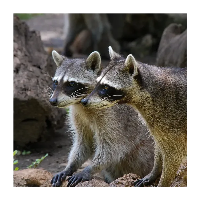 raccoons